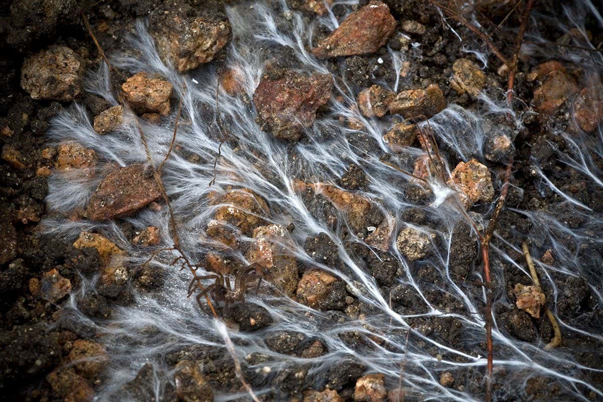 Adding Mycorrhizal Fungi To Soil: A Novel Approach To Carbon Capture