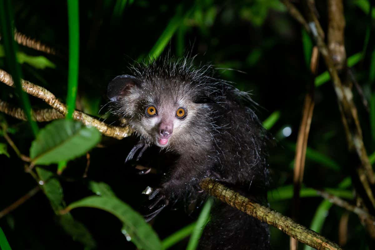 Aye-ayes And Possums: A Conservation Priority