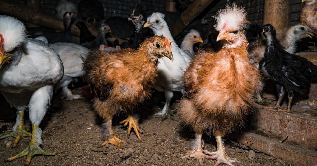 Bird Flu Mutation: Should We Be Worried? New Study Findings