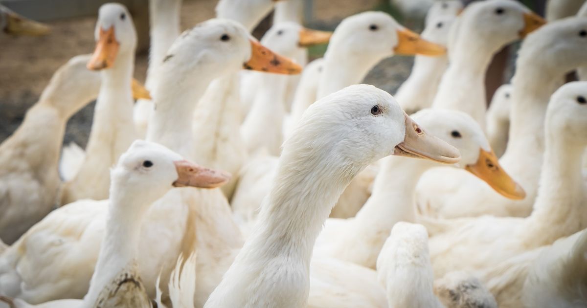 Crescent Duck Farm On Long Island Hit Hard By Avian Flu