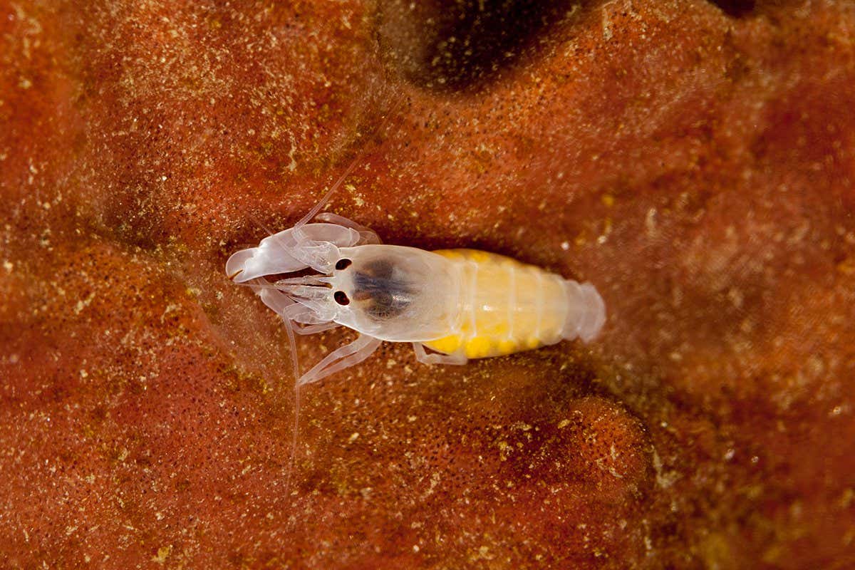 Fastest Underwater Acceleration: Young Shrimp's Tiny Claws