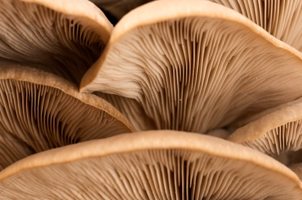 Mushroom Innovation: Mycocycle Upcycles Tires And Construction Waste