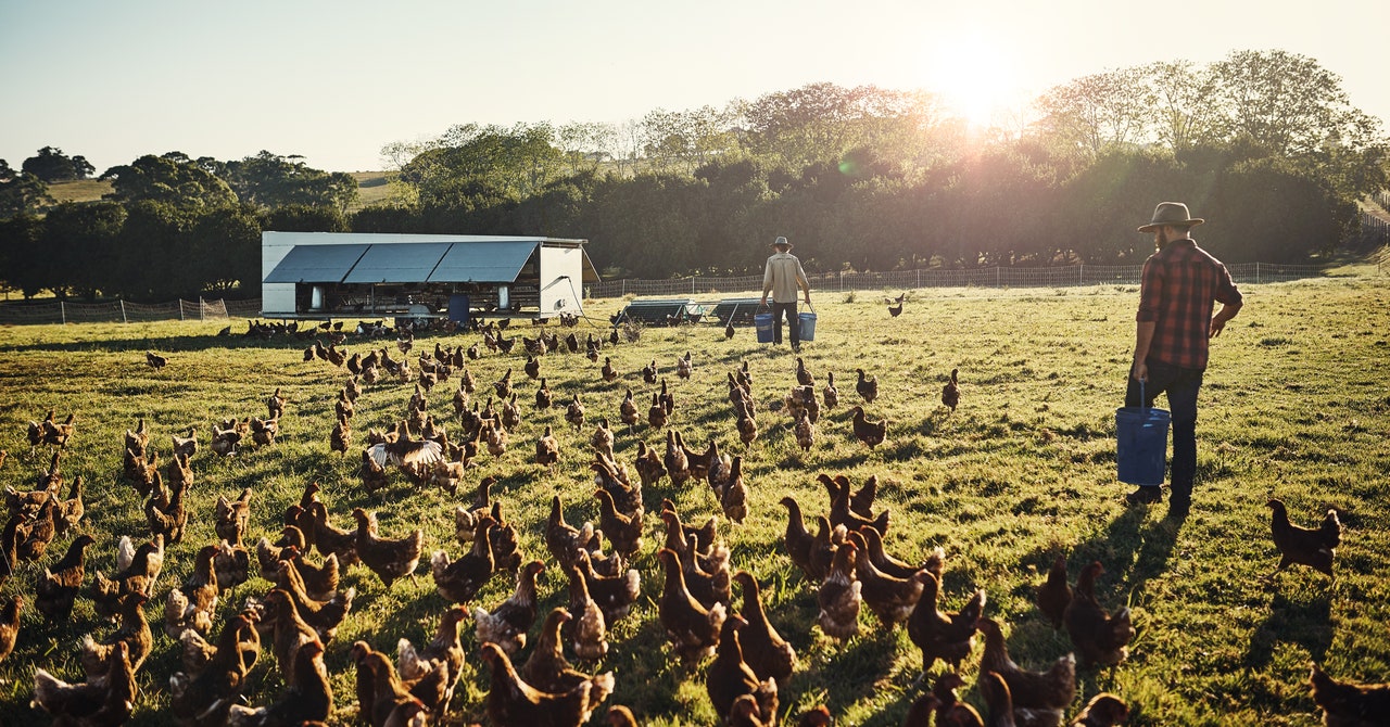 US Bird Flu Vaccine Distribution: The Facts Explained